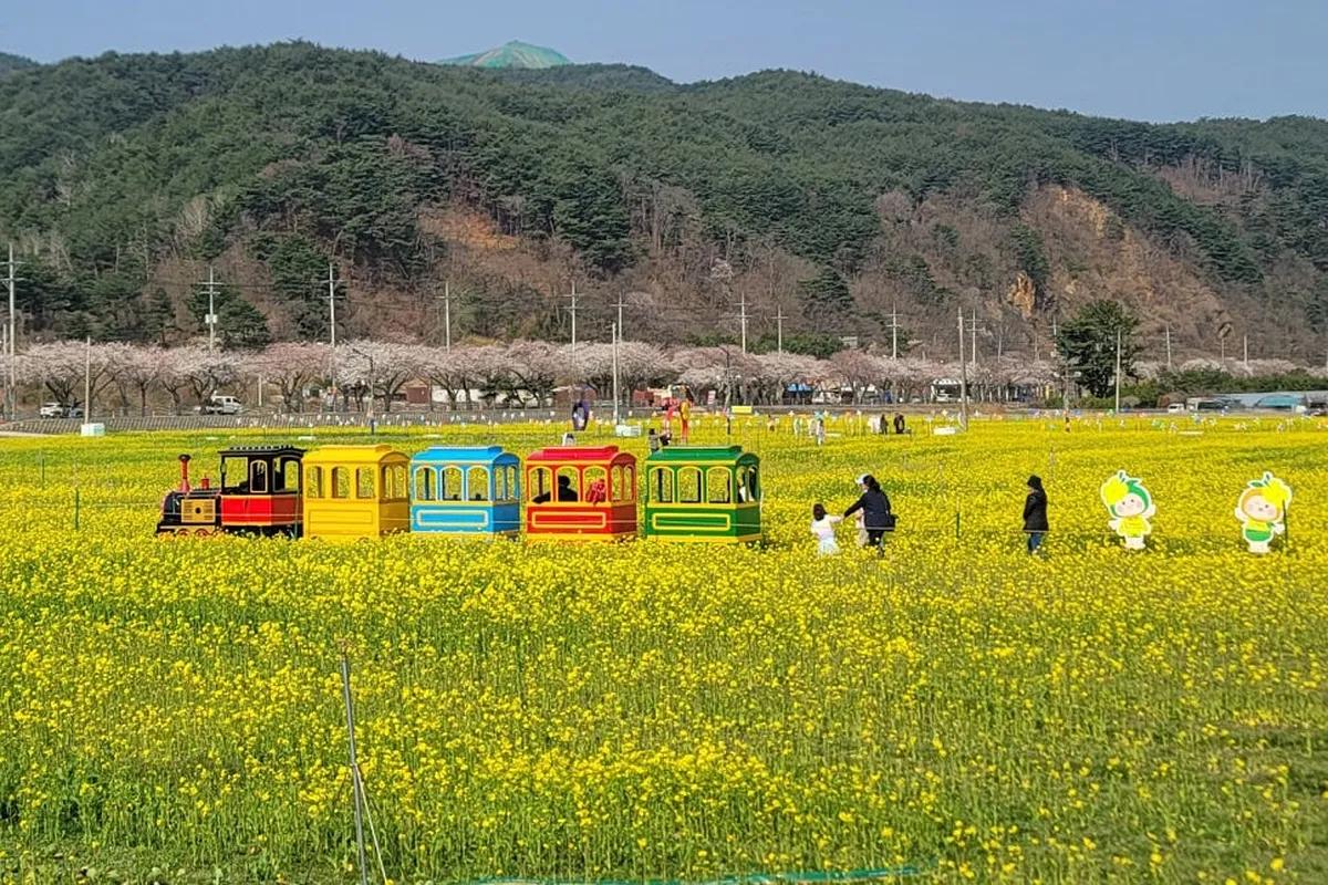 지금이 절정! 삼척 유채꽃·벚꽃 인생샷 명소 총정리”