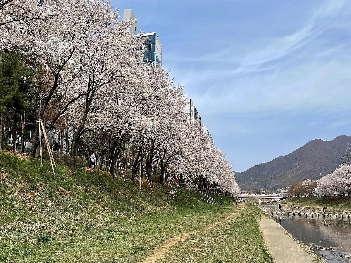 봄이 두 번 오는 곳, 놓치면 1년 기다려야 할 겹벚꽃 명소