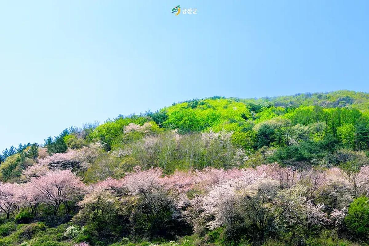 금산 보곡산골 산벚꽃 축제 총정리
