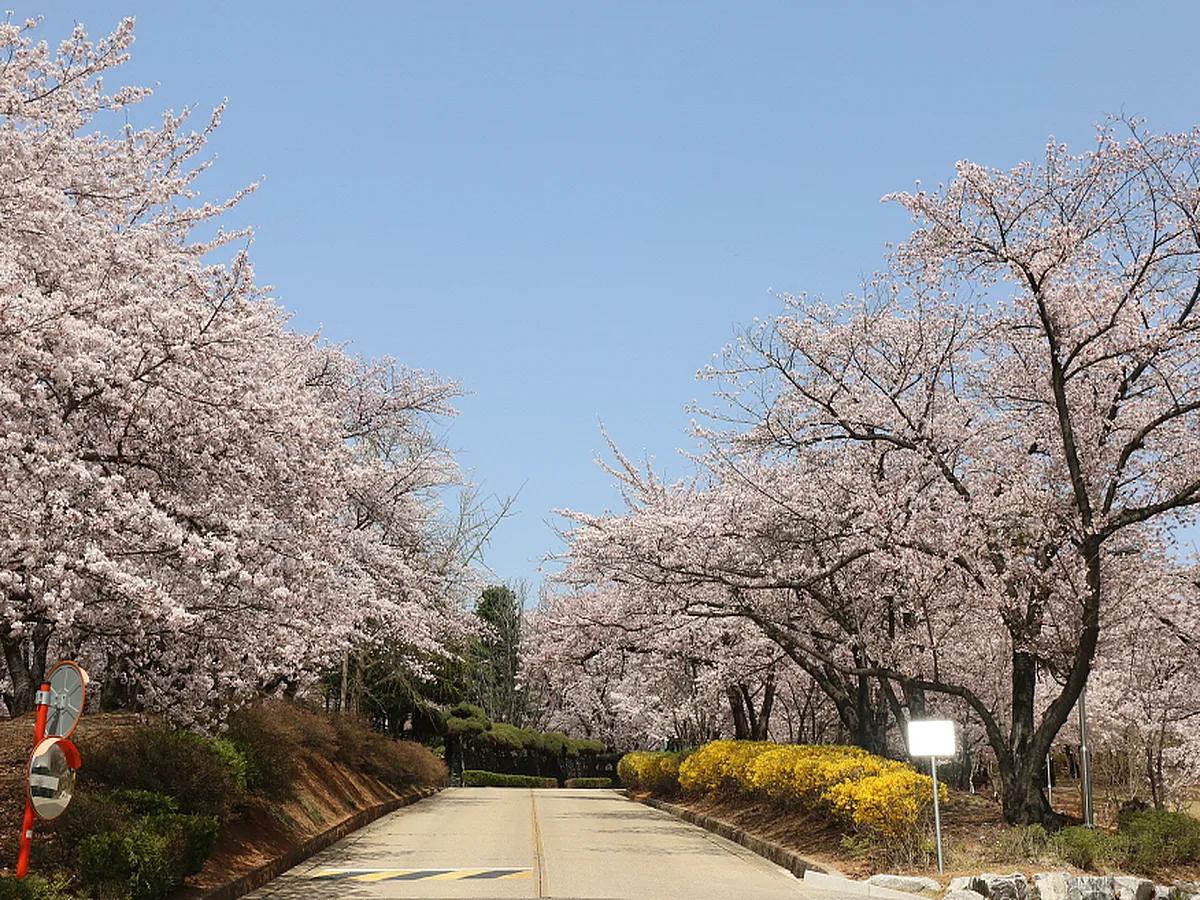 2025년 SK인천석유화학 벚꽃동산 개방 안내