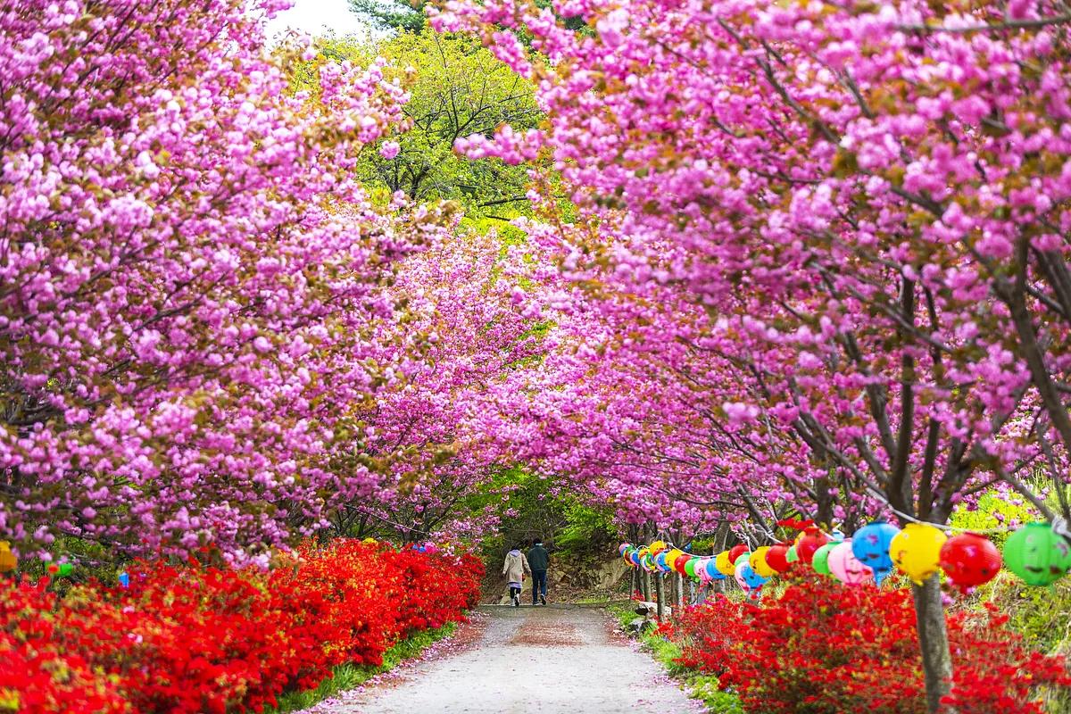 진분홍 겹벚꽃 물결 따라, 서산 봄 여행 코스 4선