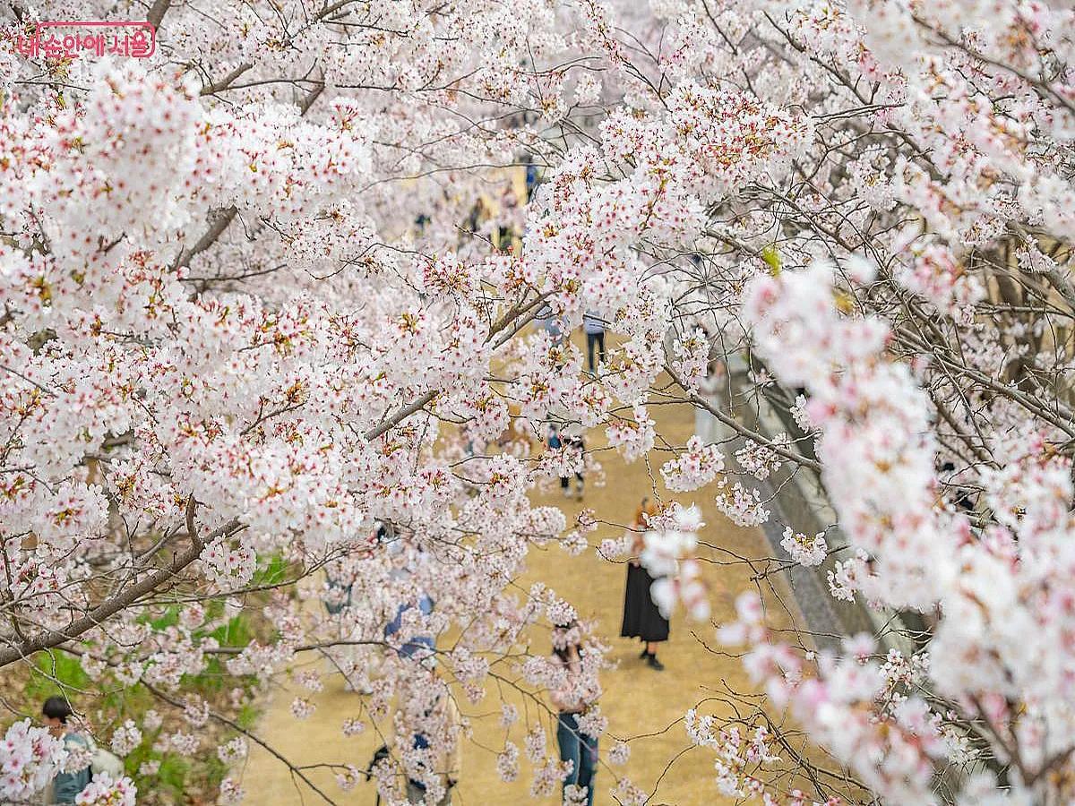 서울 봄꽃 명소 베스트 3곳