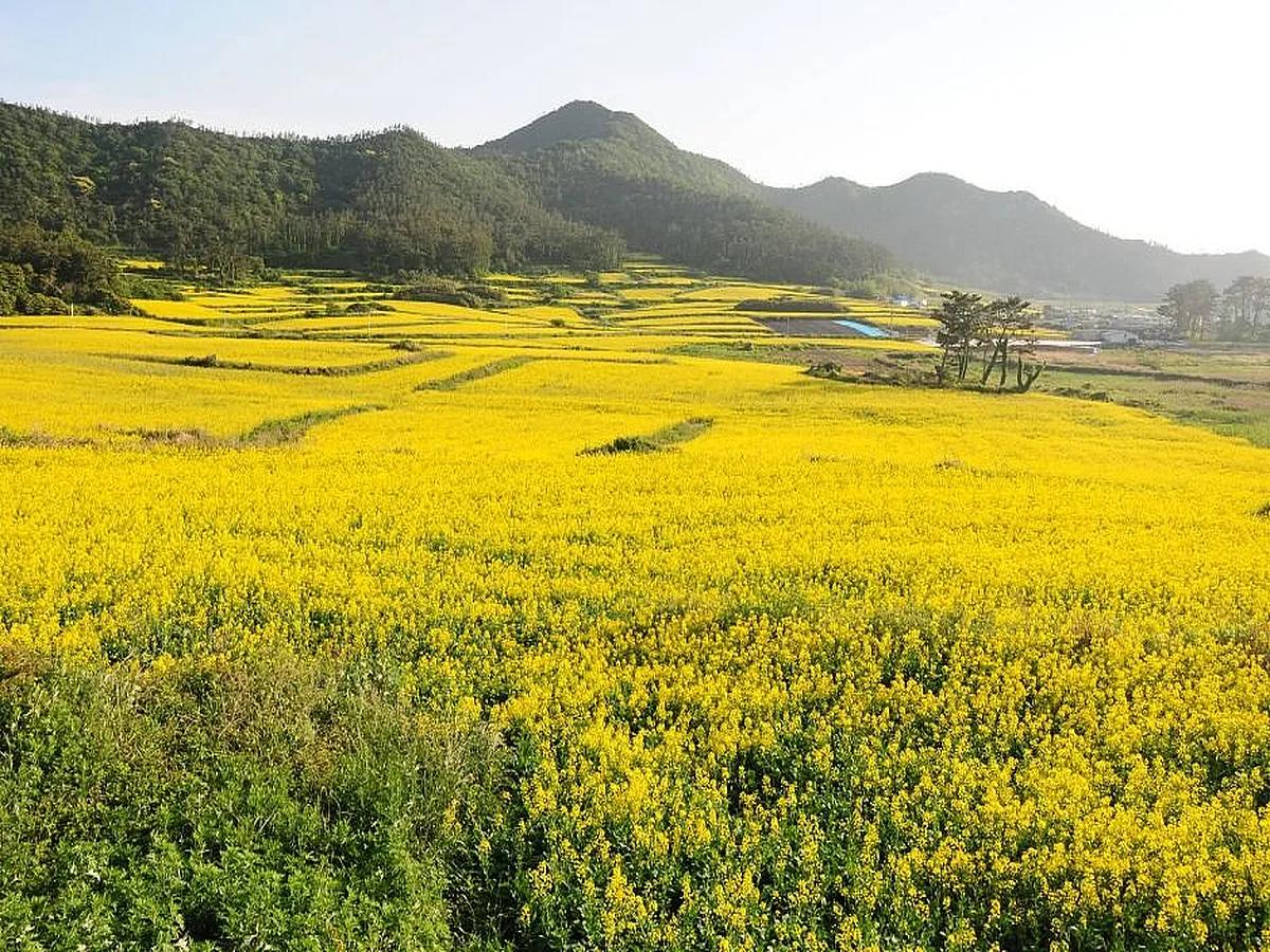가족·연인 모두 반한 관매도, 놓치면 1년 기다려야 할 유채꽃 축제