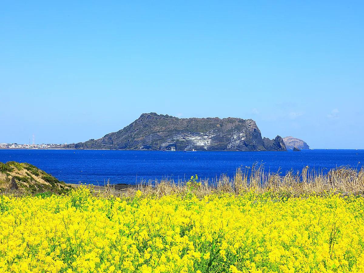 서울·부산도 제친 봄꽃 파워! 지금 떠나야 할 5곳
