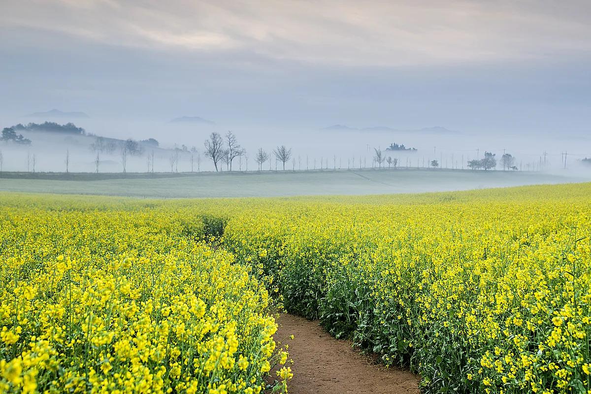 77만㎡가 전부 초록빛, 놓치면 아쉬운 봄 여행 자연명소