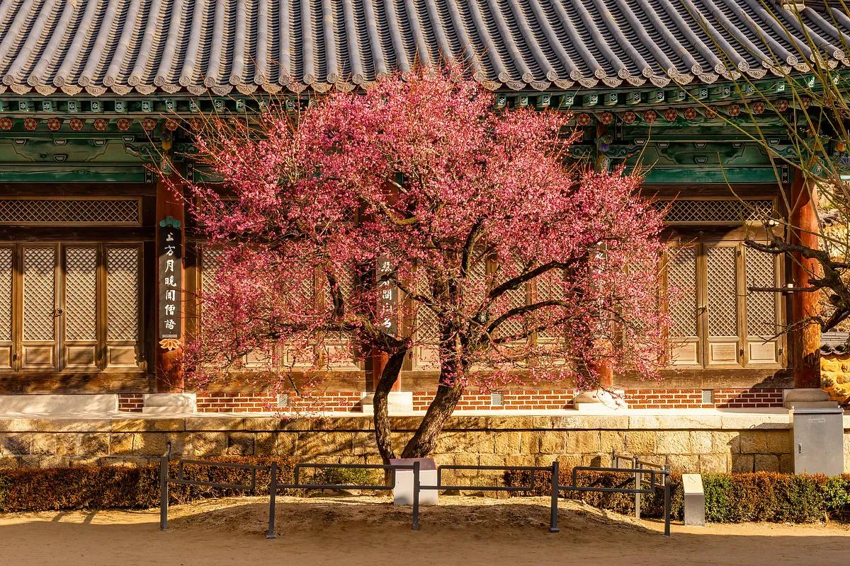 지금 아니면 1년 기다려야 해요! 봄꽃 매화로 물드는 전국 명소 3선