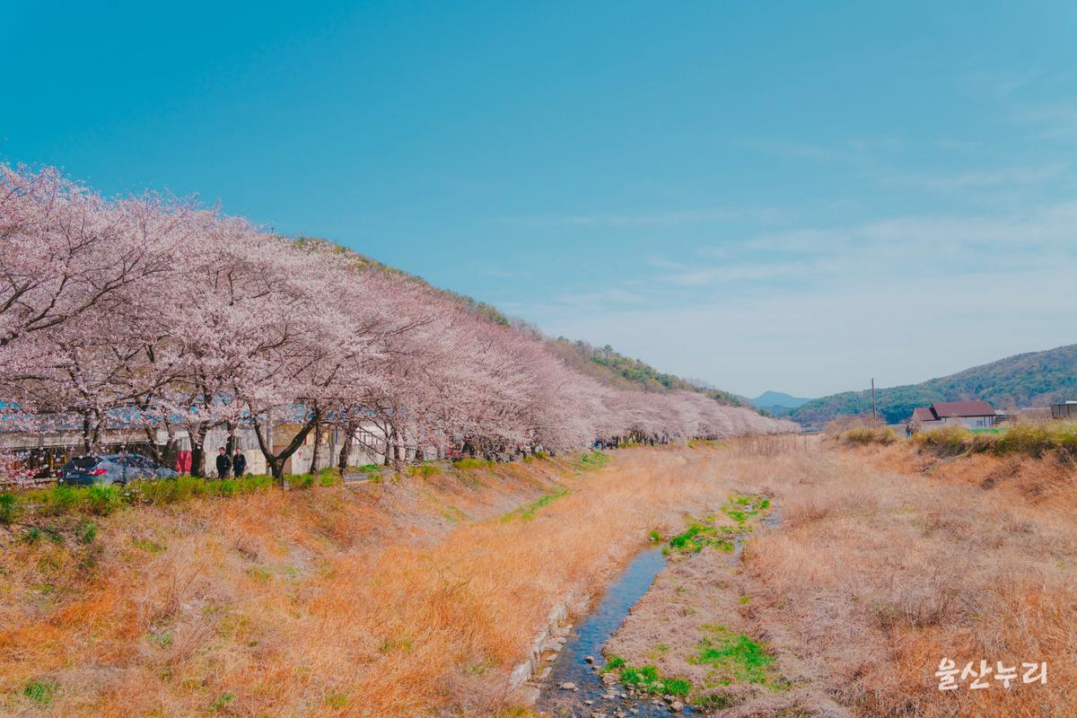 숨은 명소 가득한 울주 벚꽃길 7곳, 지금 떠나야 하는 이유