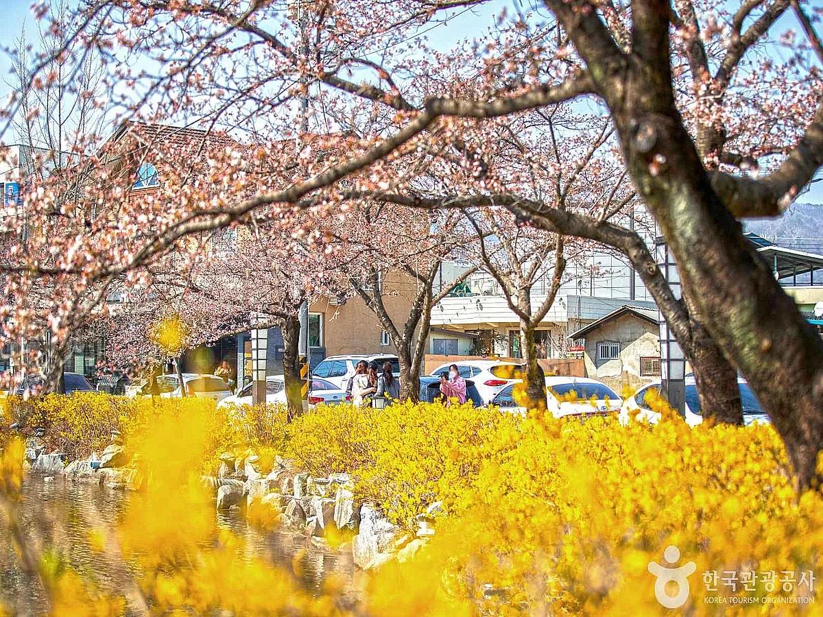 축제 없어도 괜찮아, 연화지 벚꽃이 더 근사해진 이유