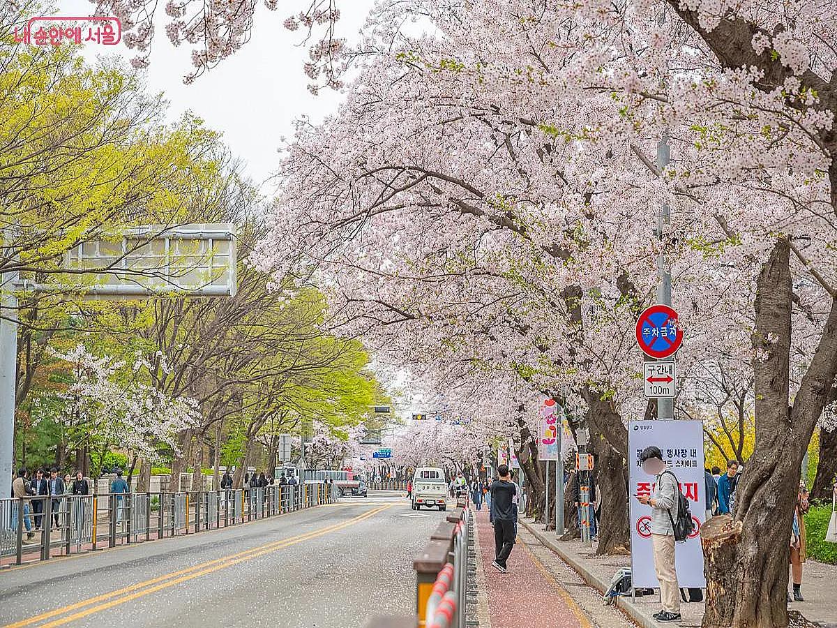 영등포 여의도 봄꽃축제 총정리