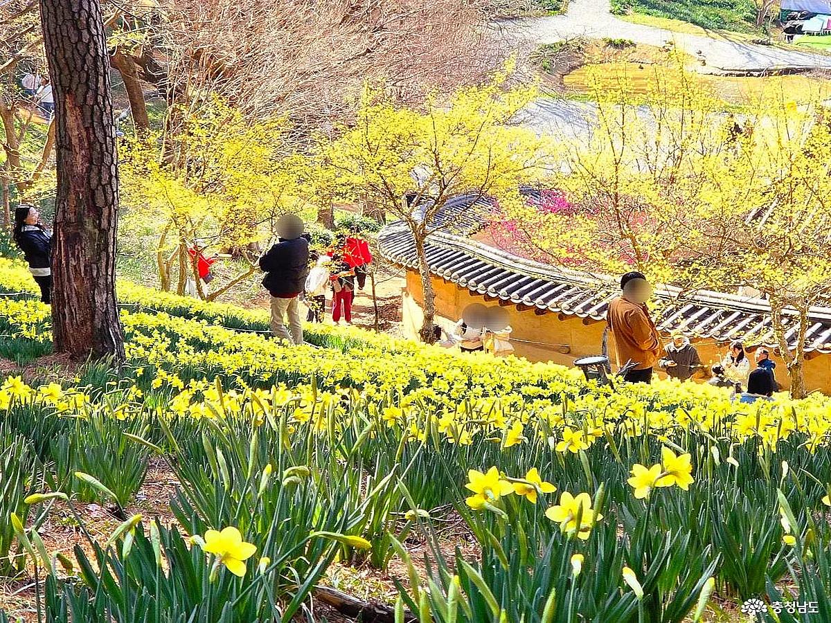 서산 봄꽃 수선화 명소, 유기방가옥의 색다른 매력