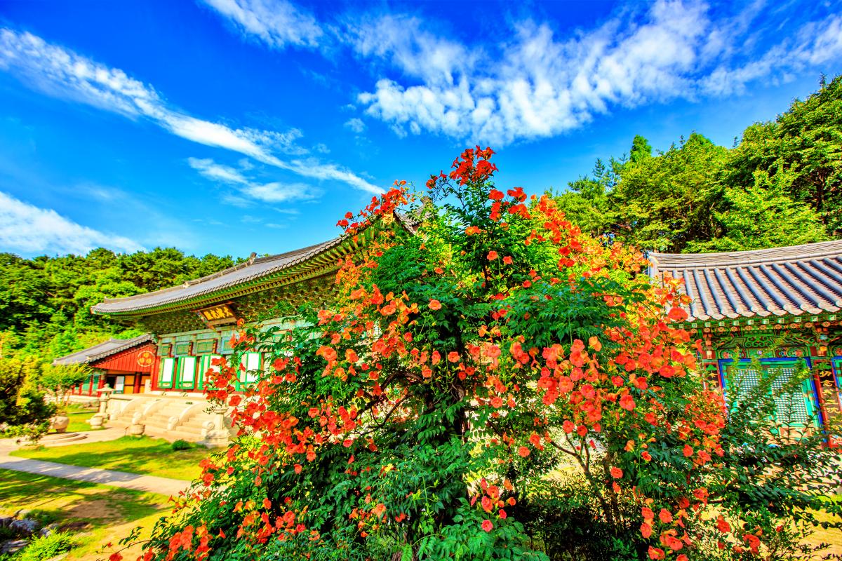 “능소화가 피었습니다”… 수원 봉녕사 6월 절경 산책지