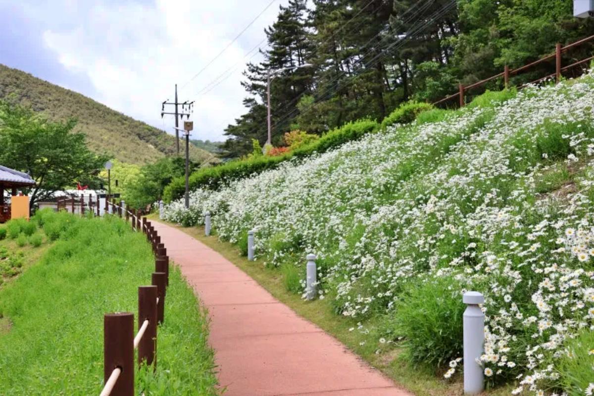 대구 수성구 데이트 가볼만한곳, 진밭골산림공원 샤스타데이지