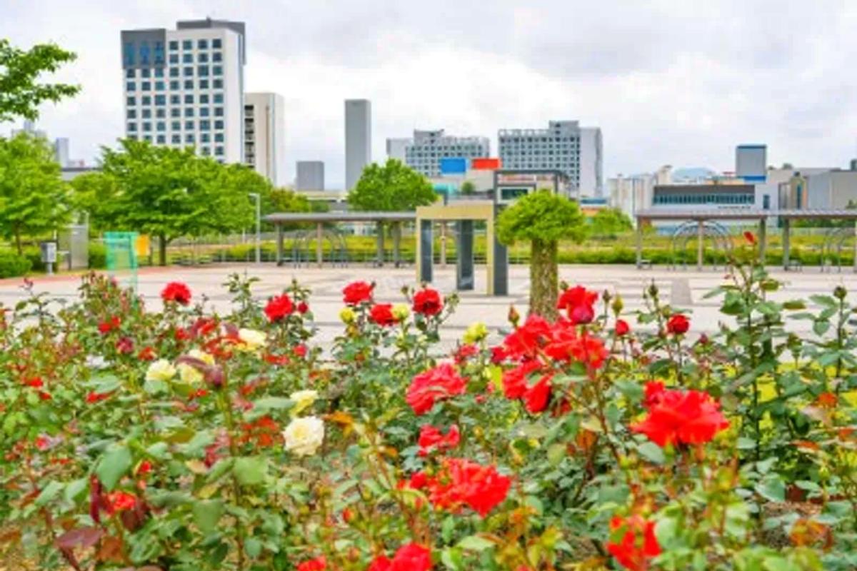 대구 5월 가볼만한곳, 장미 정원 산책 추천지