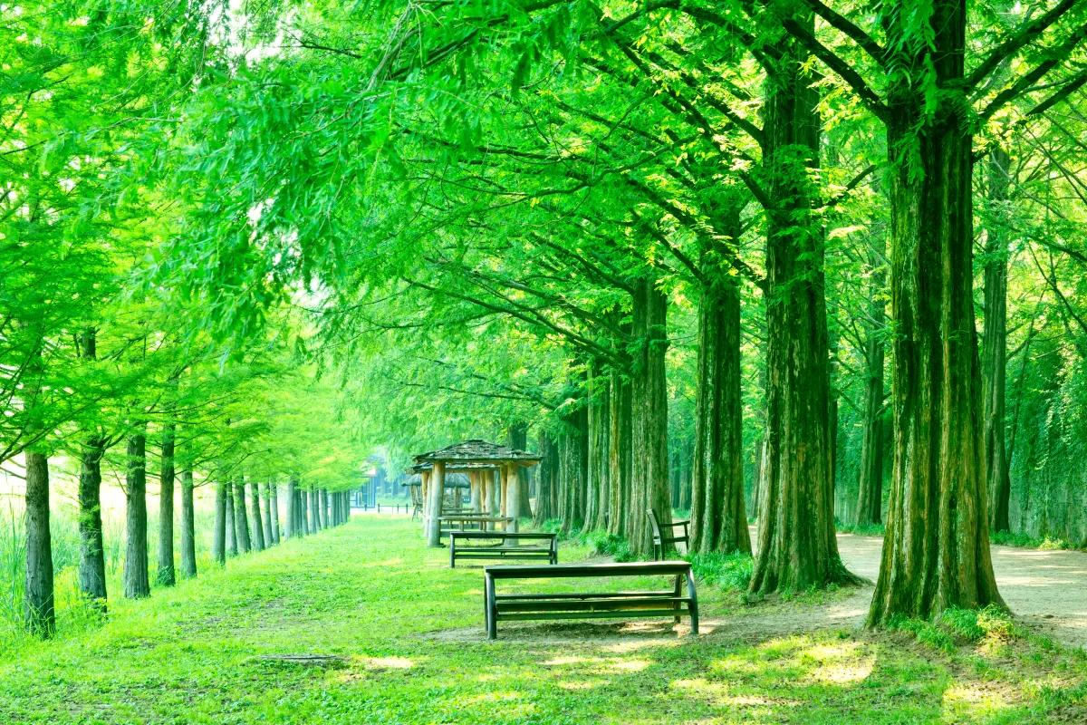 “차보다 걷고 싶다”… 담양 메타세쿼이아길 도보 여행 명소