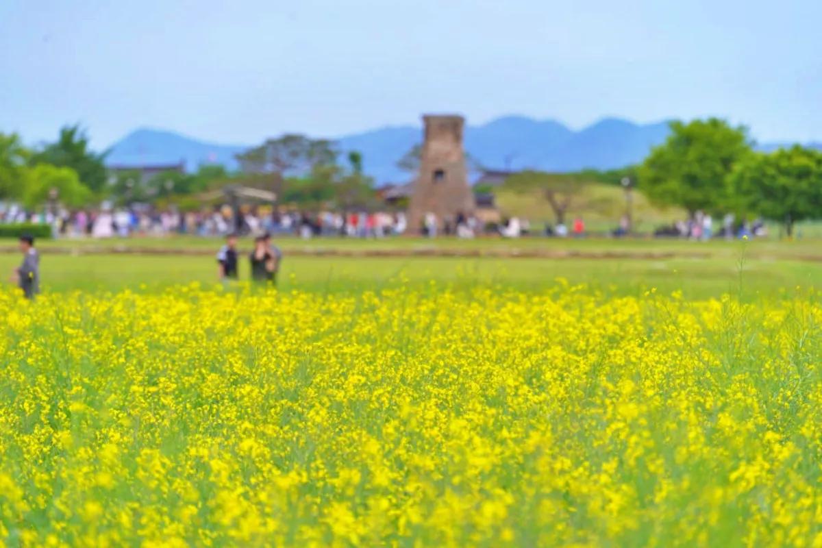 “자전거 타고 꽃길 따라”… 경주 유채꽃 나들이 실시간 풍경