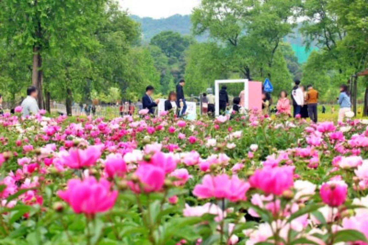 “60% 이상 만개”… 합천 핫들생태공원 작약꽃 실시간 절정