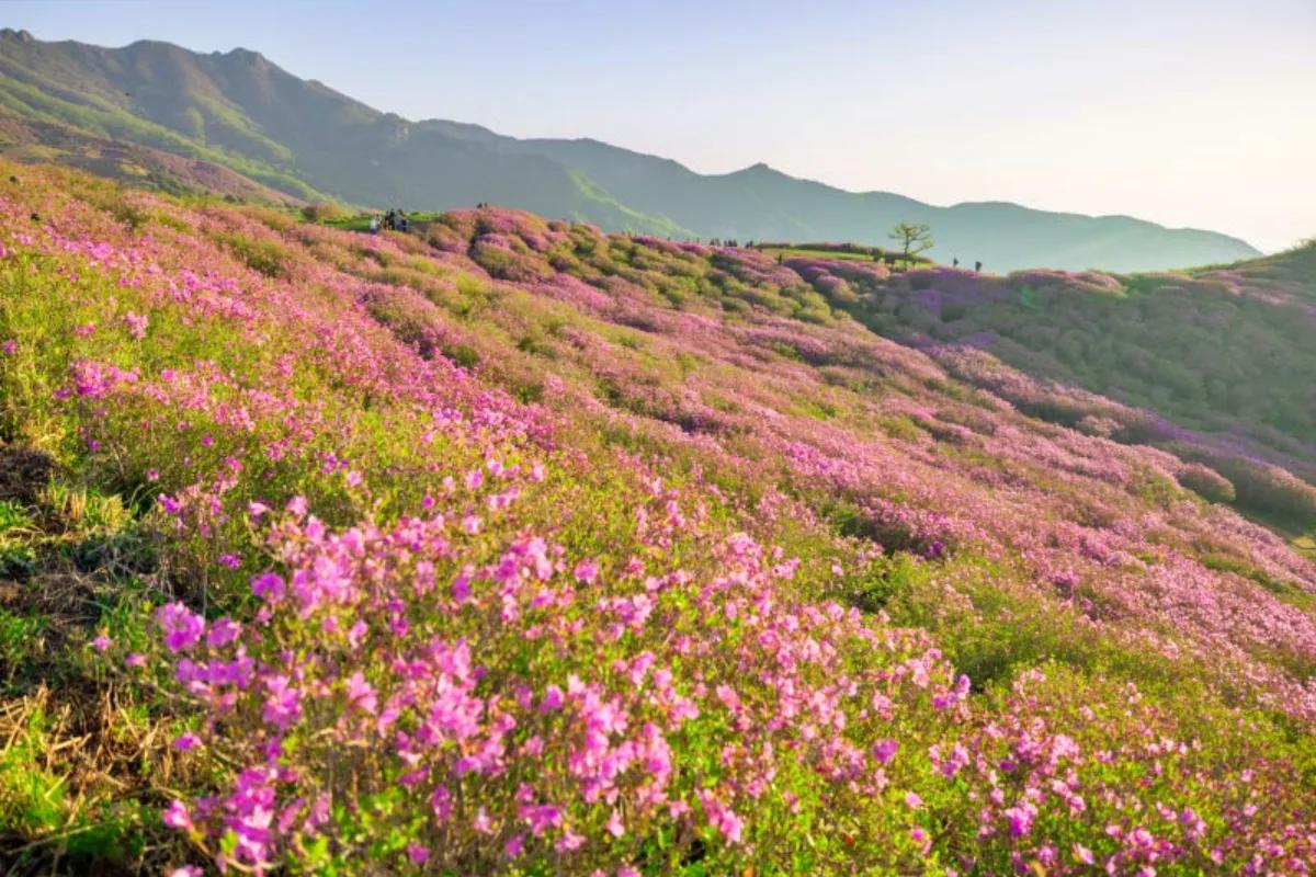 “지금 안 가면 끝”… 황매산 철쭉 이번 주 절정 명소