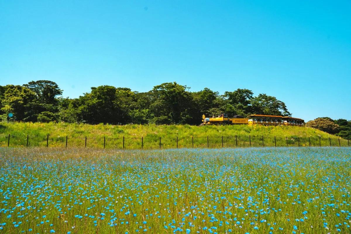 “연휴 제주 최다 입도”… 에코랜드·큰엉·청보리밭 자연 힐링 3선