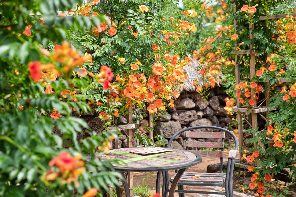“제주가 먼저 물들었다”… 비체올린 능소화 꽃길, 초여름 인생샷 명소