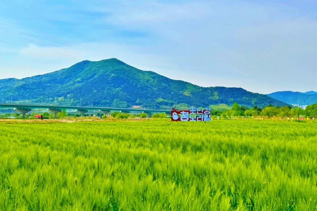 “청보리 물결 속 허수아비 축제”… 김해 조만강 5월 산책 명소