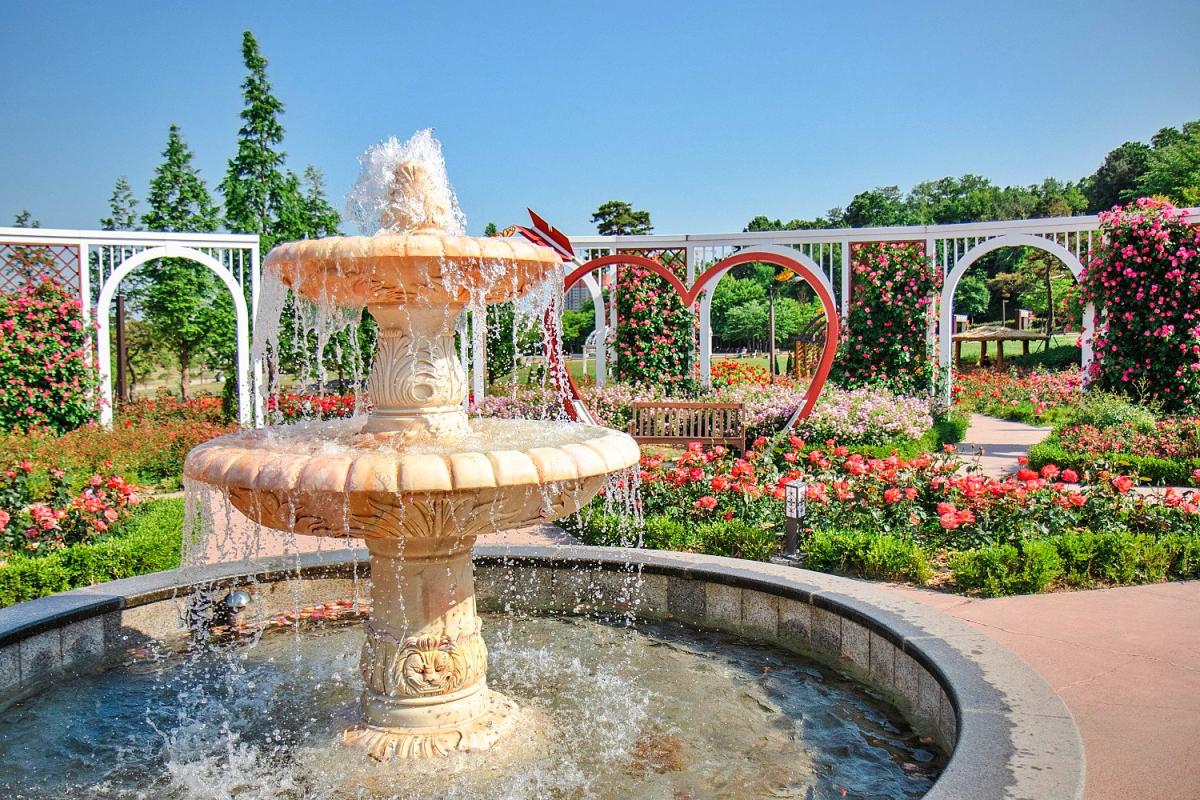 오산 가볼만한곳, 고인돌공원 장미빛 축제