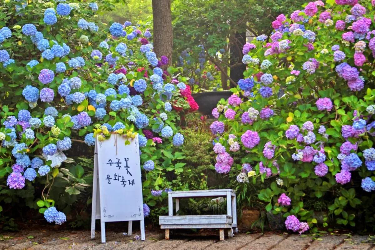 “걷기만 해도 작품”… 태종대 수국길, 6월초 개화 절정