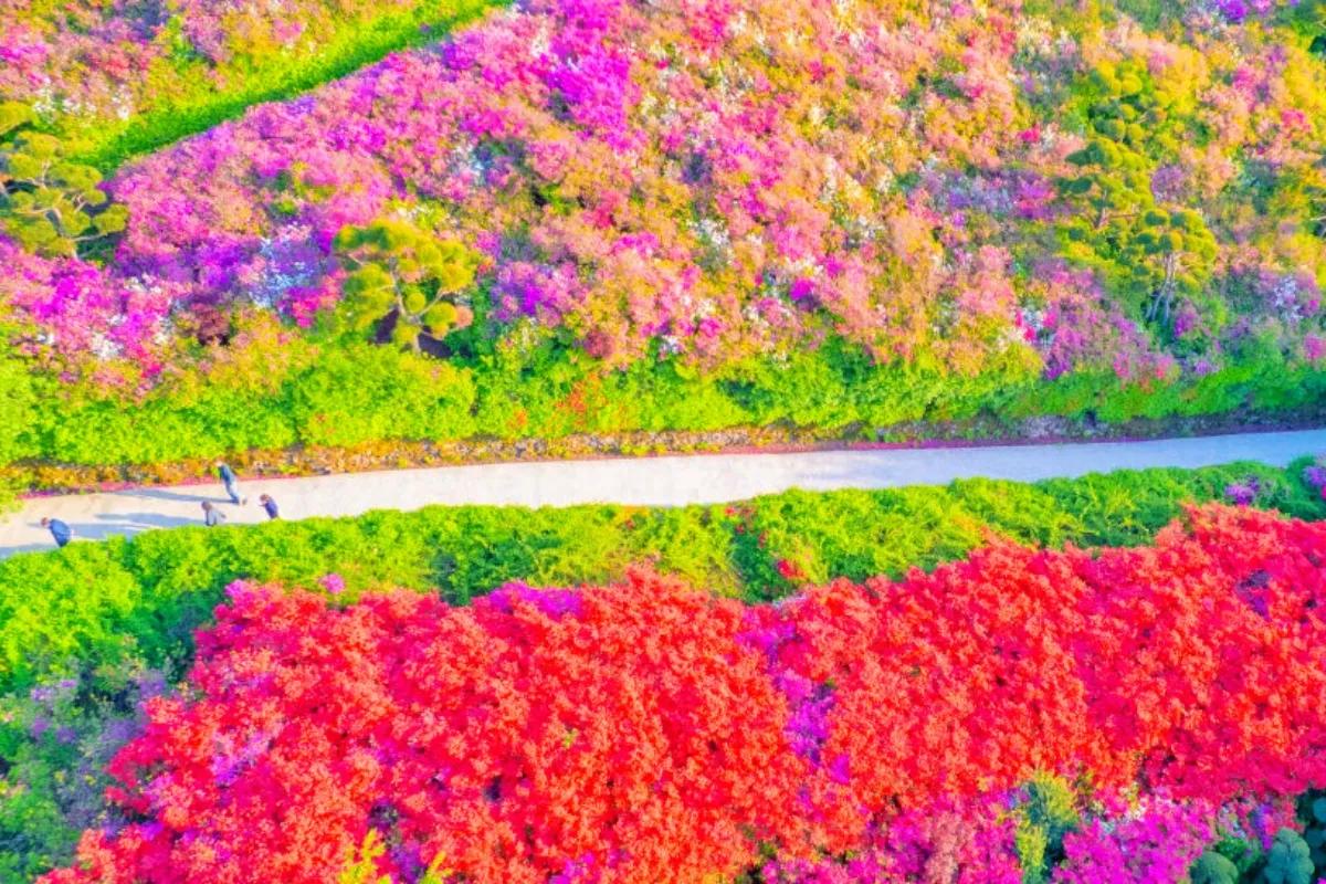 “동화 속 풍경 같아요”… 완주 화산꽃동산 철쭉터널 5월 절정