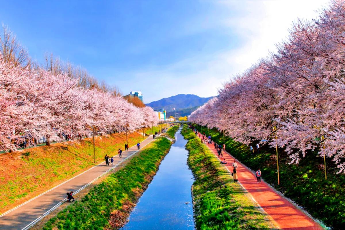 “서울 한복판에 이런 곳이?”… 양재천 걷기 명소, 초록 산책 코스