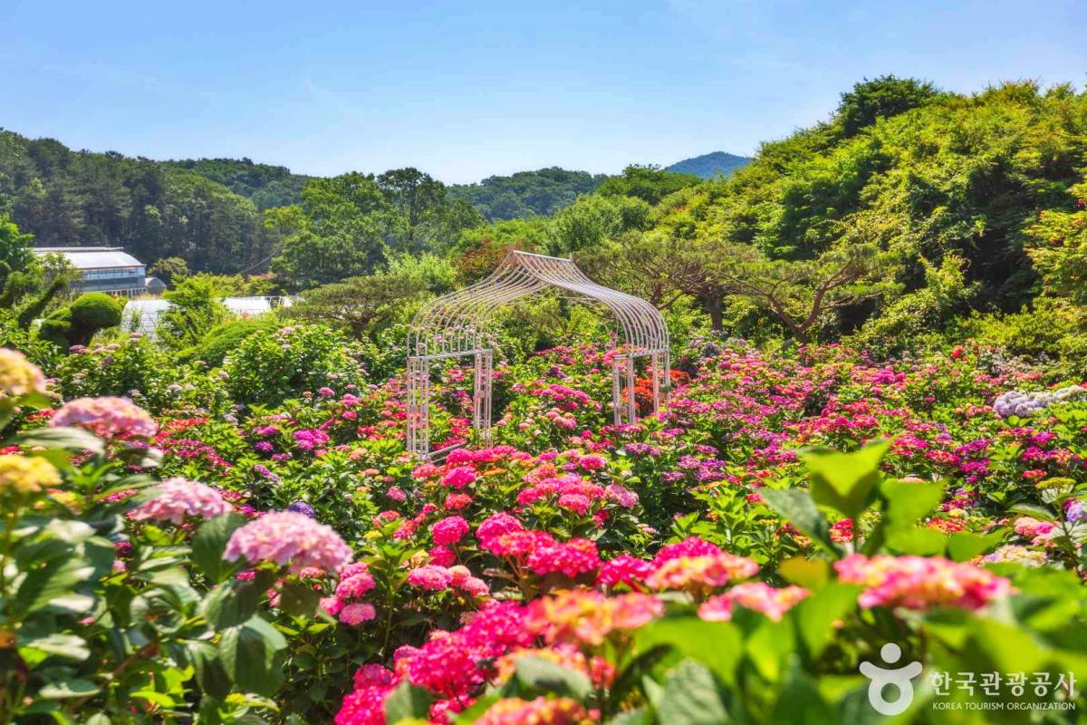 “6월, 걷기만 해도 눈 정화된다”… 광주 퇴촌 힐링 정원 율봄식물원