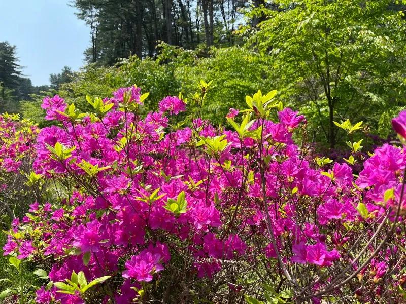 가평 가볼만한곳, 가평잣향기푸른숲