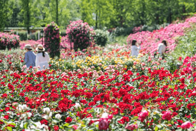 “300만 송이 향연”… 에버랜드 사막여우 장미축제 체험 명소