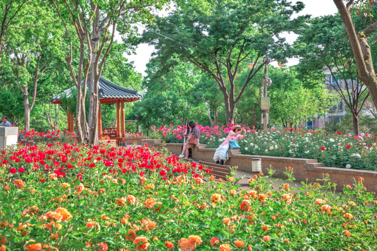 “장미만 10종 이상”… 대구 서구 7km 도심 산책 명소
