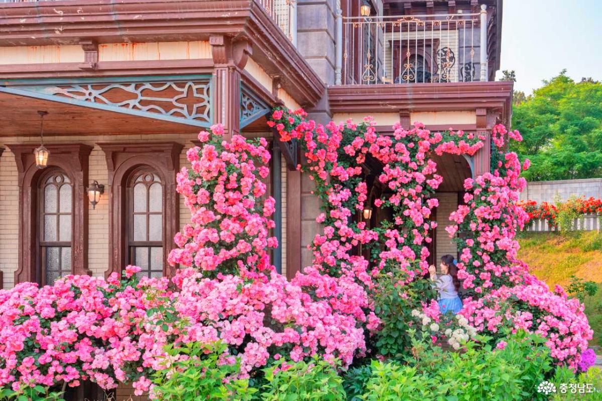 “핑크빛 덩굴 장미”… 논산 꽃이랑나무랑 가든카페 인기