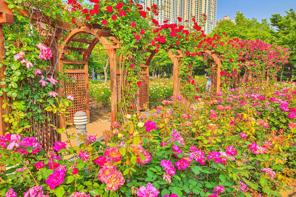 “송도 장미 만개”… 6월 가볼만한곳 해돋이공원