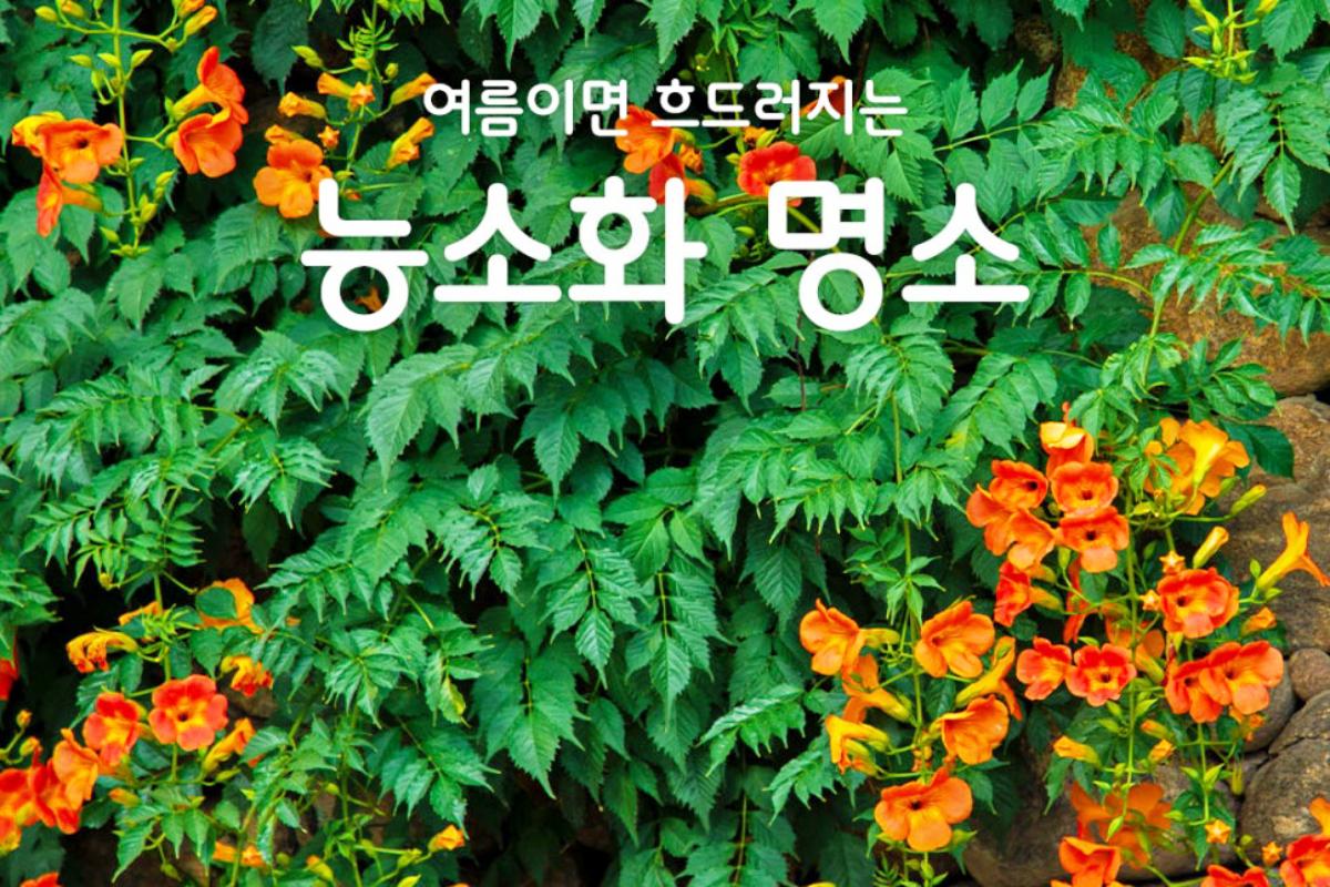 “여름 한정 감성여행”… 구례 능소화 명소 BEST 7