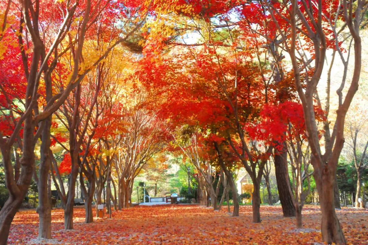 가을의 낭만과 추억을 담는, 인생샷 건지는 가을 캠핑 명소 BEST 5