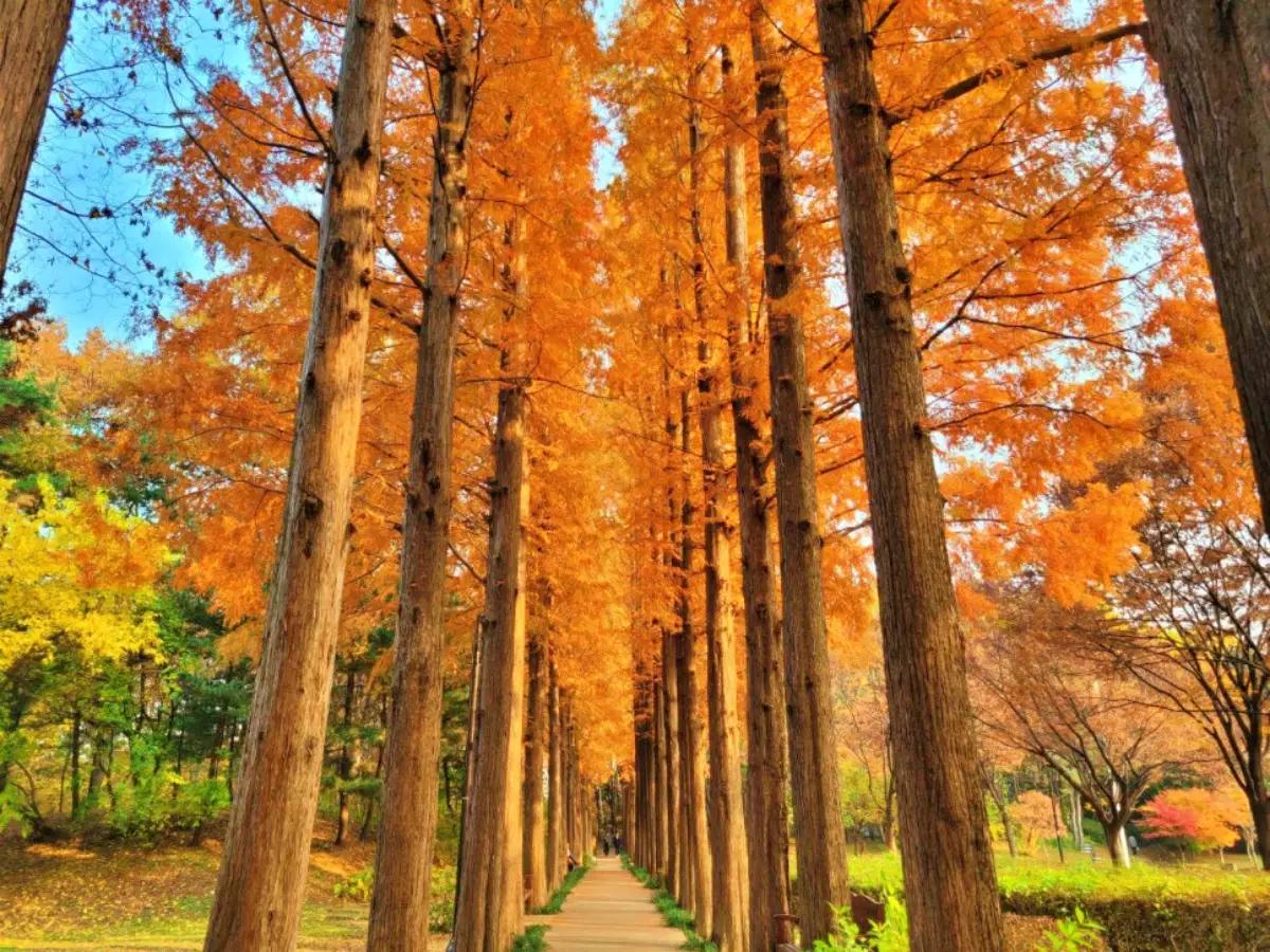 유명해지기 전에 가세요, 아무도 모르는 서울 단풍 공원