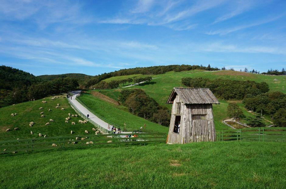 평창 대관령 양떼목장 겨울 낭만 BEST 눈꽃 여행