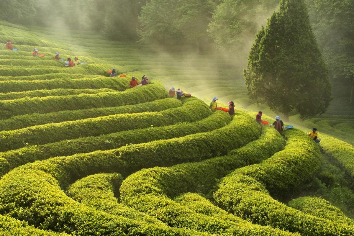 보성 녹차 밭 겨울 여행 어디가 좋을까? 대한다원부터 율포해변까지 BEST 5