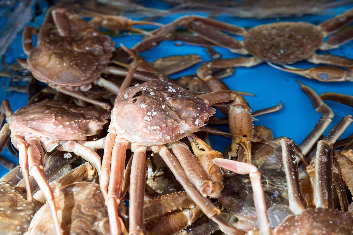 부산 해산물 BEST 5, 겨울 바다의 신선함을 맛보세요