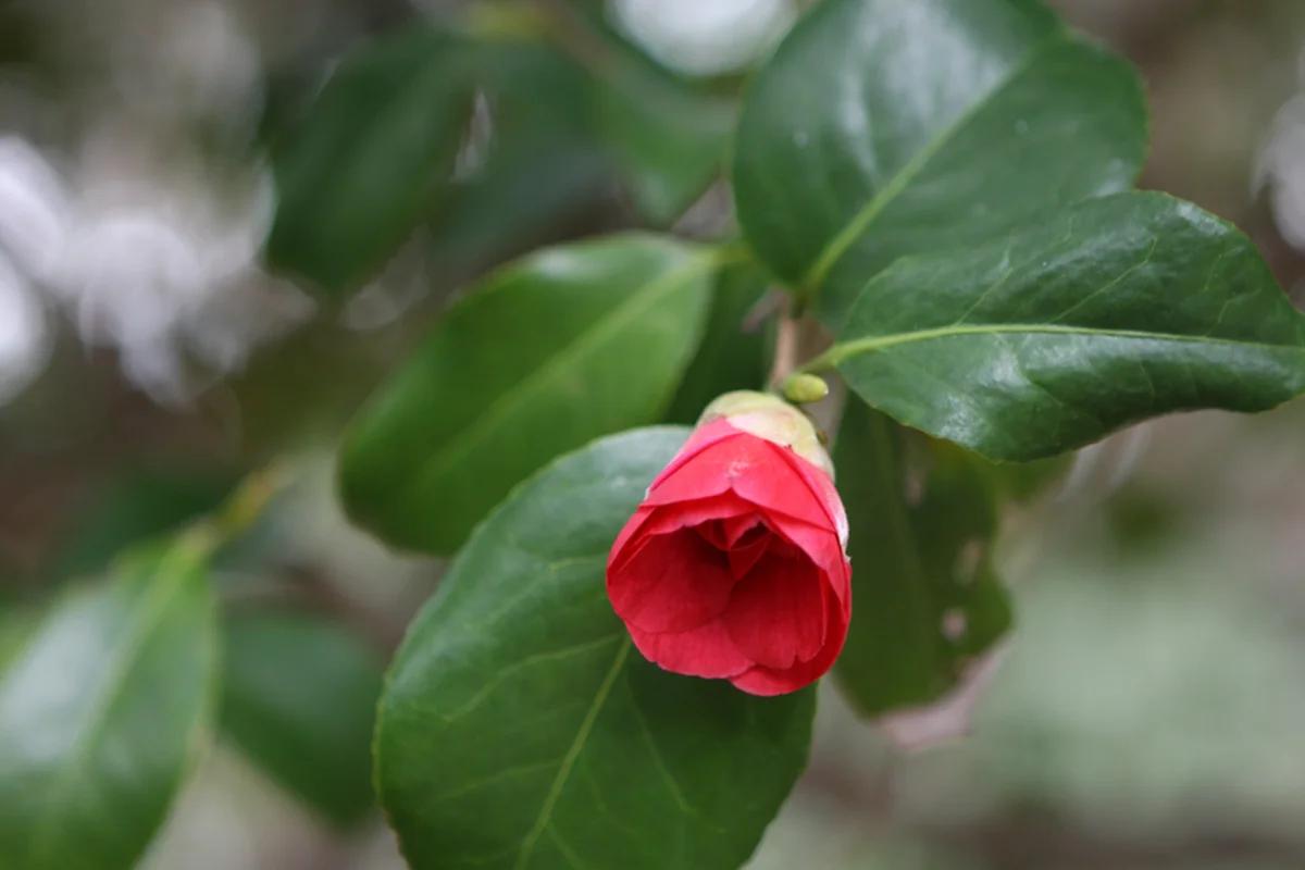 낭만 가득한 겨울, 부산 에서 여수, 오동도 & 해상케이블카 BEST 6
