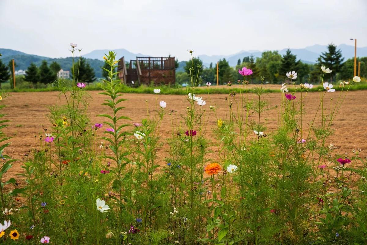겨울 낭만 가득한 가평 여행 코스 어디가 좋을까? 자라섬 & 아침고요수목원 BEST 6
