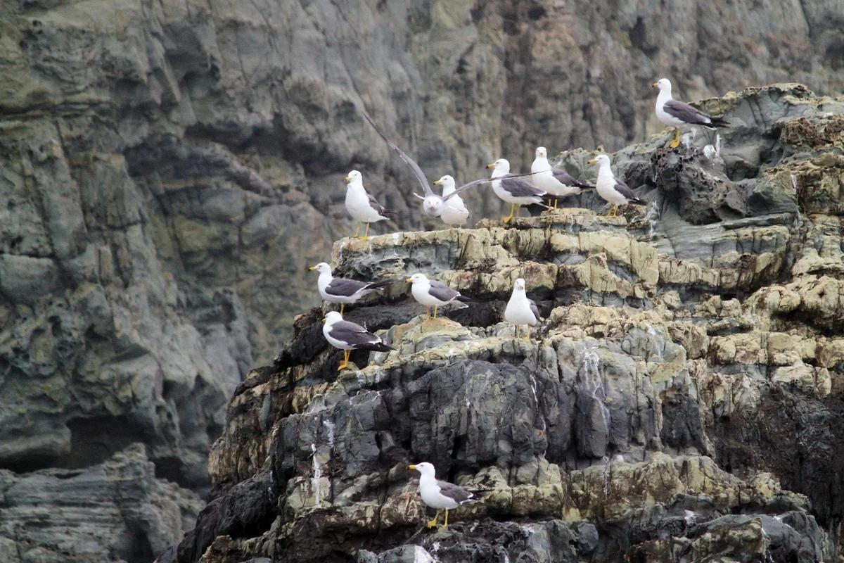 겨울 낭만, 거제 수 나무 어디가 좋을까? 해금강 & 바람의 언덕 BEST 6