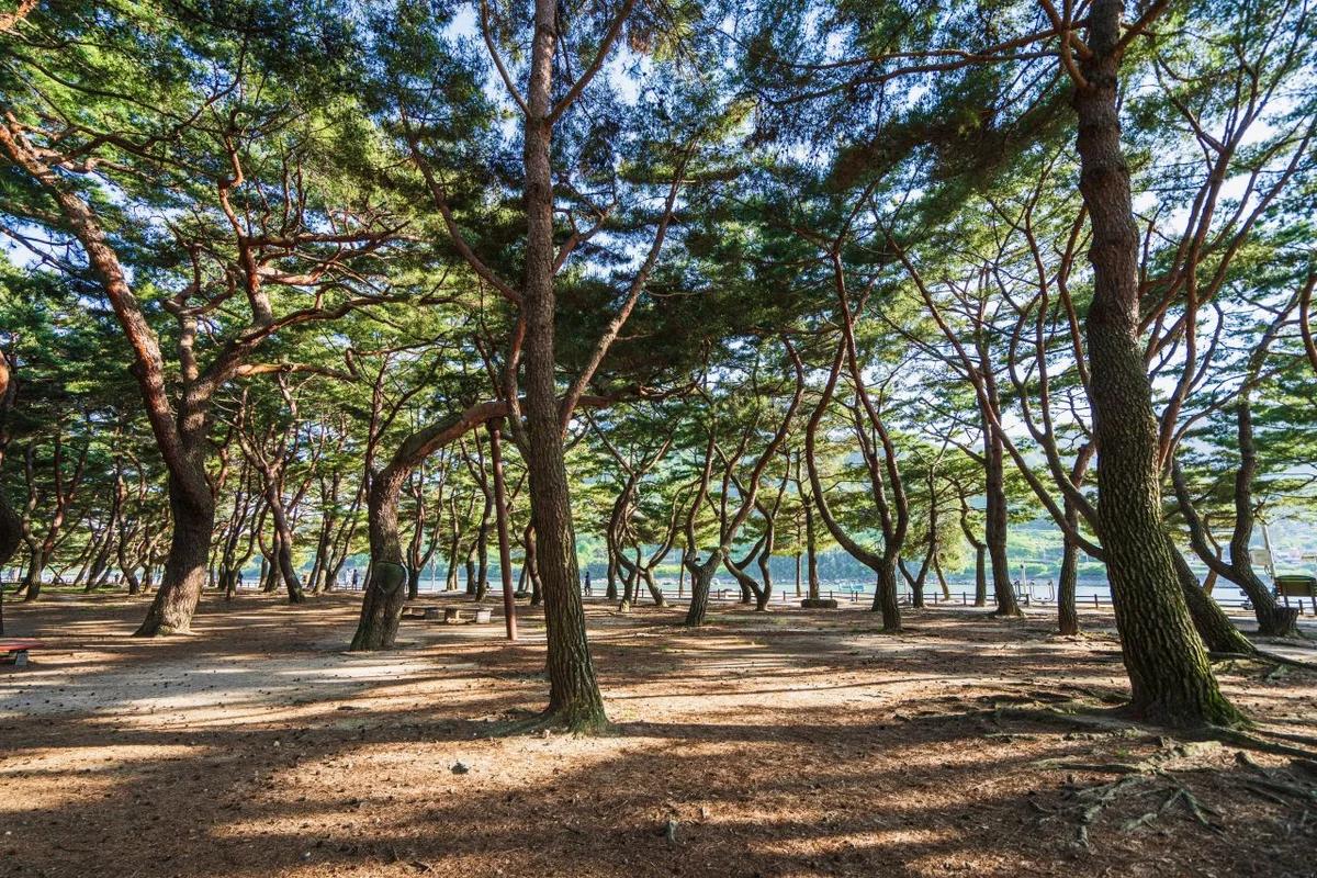 겨울 낭만 가득한 하동읍 여행, 섬진강 & 하동송림 속으로