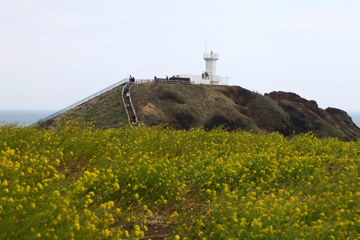 향긋한 봄바람 따라, 제주도 4 월 꽃 명소 섭지코지와 유채꽃프라자 등 6곳
