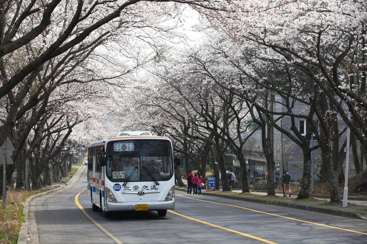 제주 벚꽃 어디가 좋을까? 제주대학교 & 전농로 벚꽃거리 BEST 6