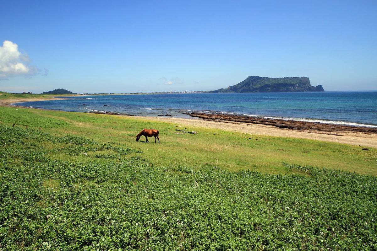 겨울 제주 성산 어디가 좋을까? 일출 명소 & 숨은 카페 BEST 6