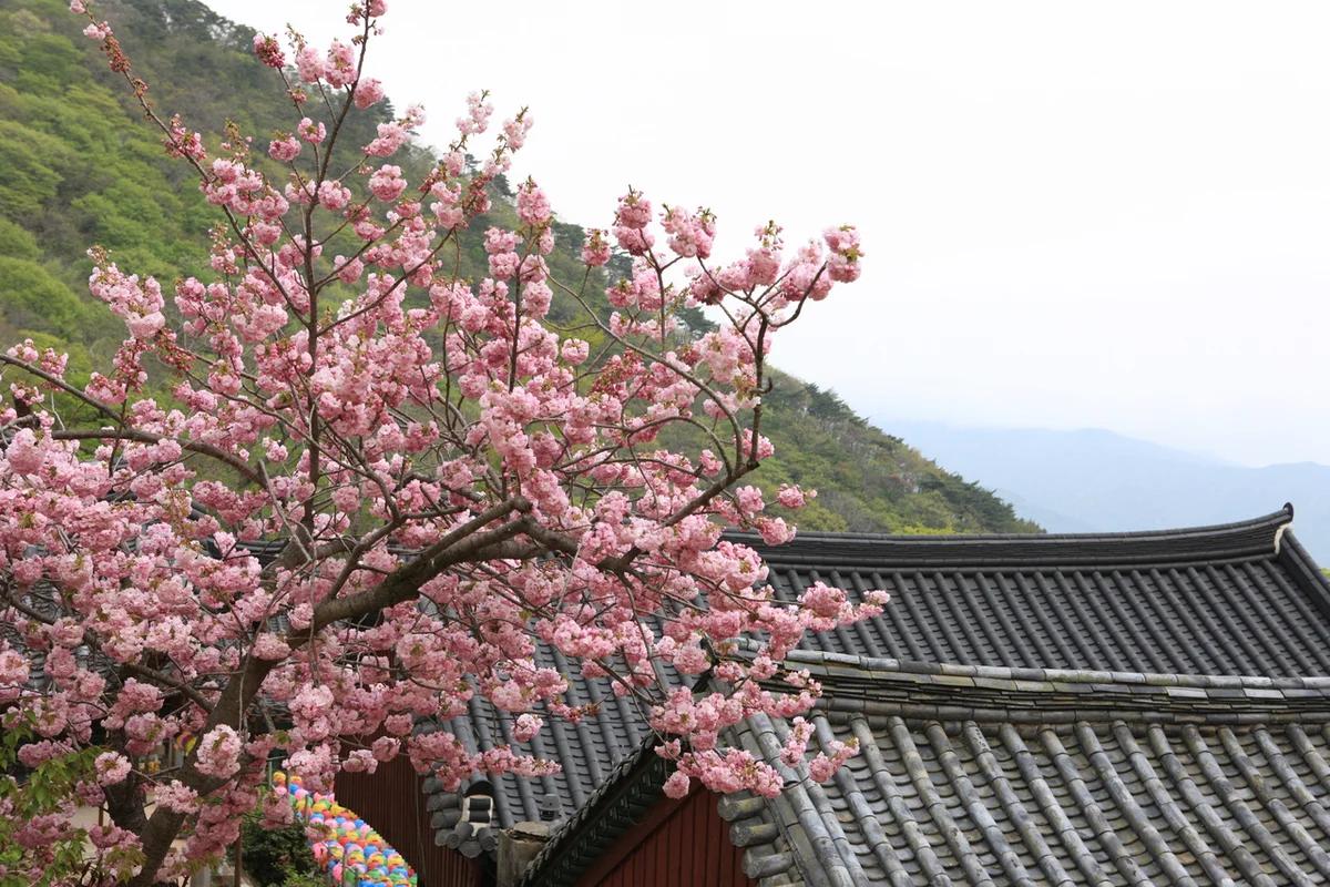 겨울 예천 역 어디가 좋을까? 용문사와 금당실마을 BEST 6