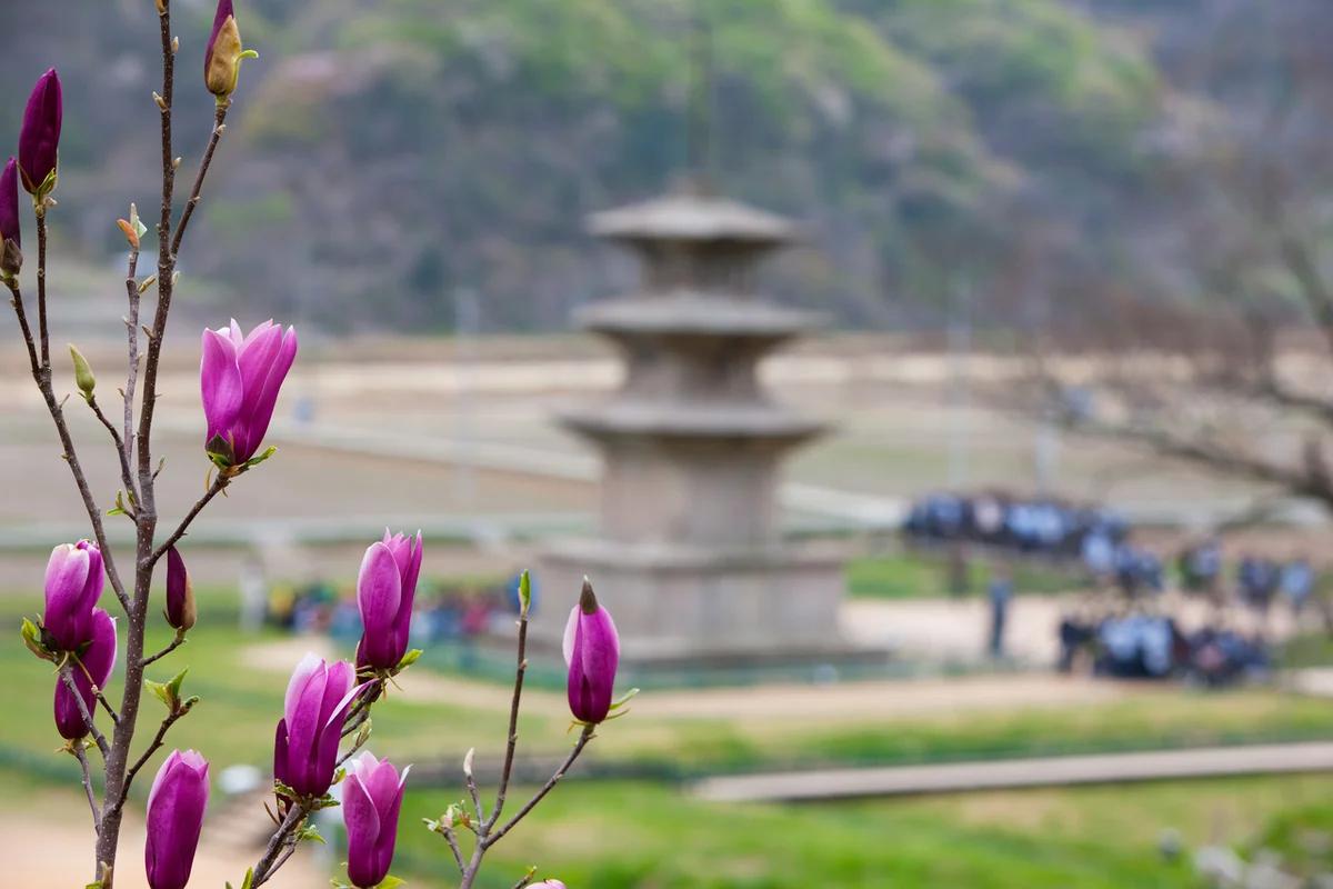 감은사지 주차 걱정 끝! 2026년 겨울, 경주 필수 코스 5가지