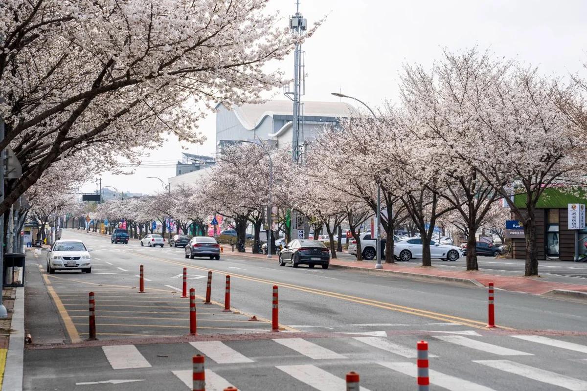 “벚꽃이 없어도 괜찮아!”… 2026년 겨울, 대구 벚꽃 대신 즐기는 낭만 명소 BEST 5